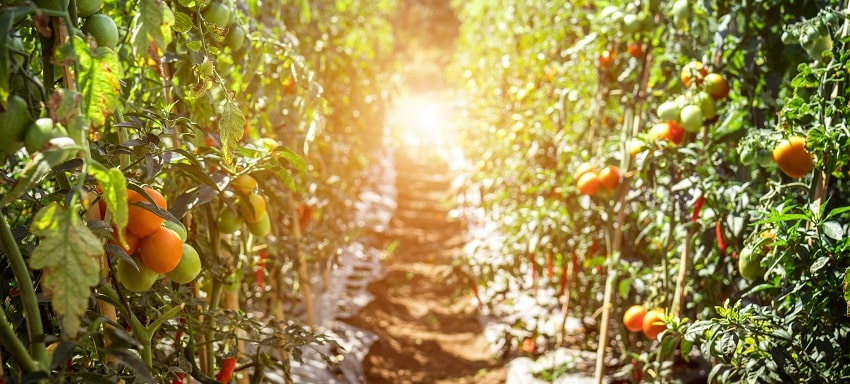 Come costruire un sostegno per pomodori - Pierucci Agricoltura