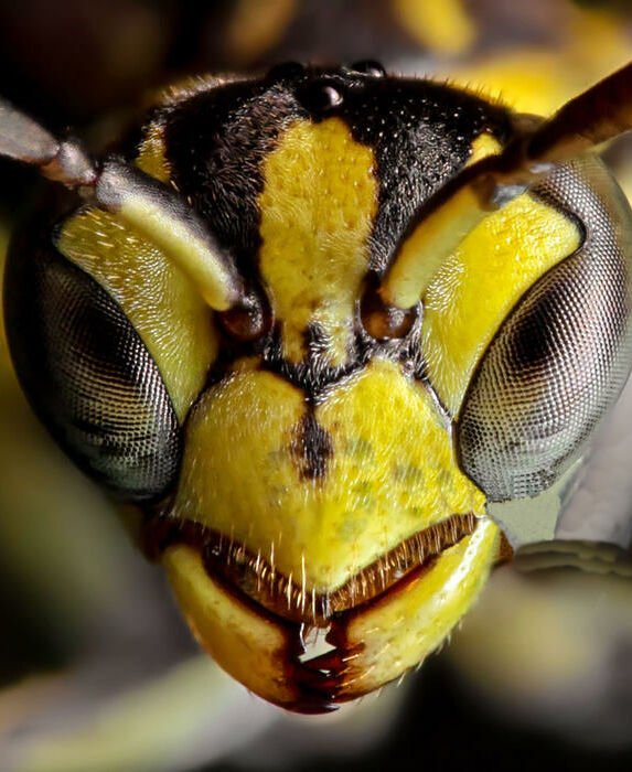 La testa di una vespa nel dettaglio