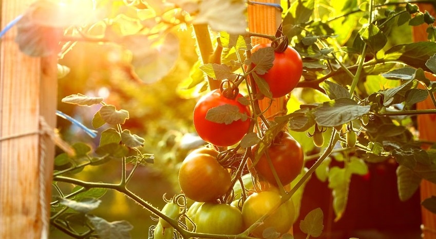 Come costruire un sostegno per pomodori - Pierucci Agricoltura