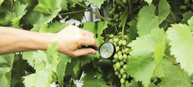 La peronospora: come riconoscerla e sconfiggerla - Pierucci Agricoltura