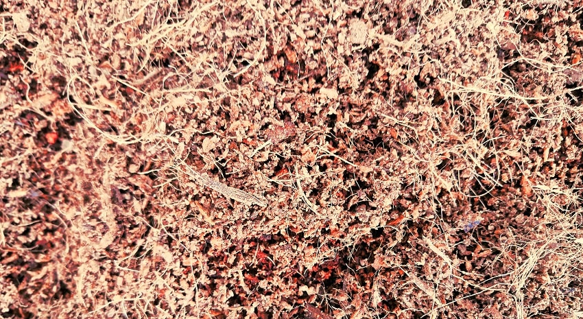 La fibra di cocco: cos'&egrave; e come si utilizza - Pierucci Agricoltura (2)
