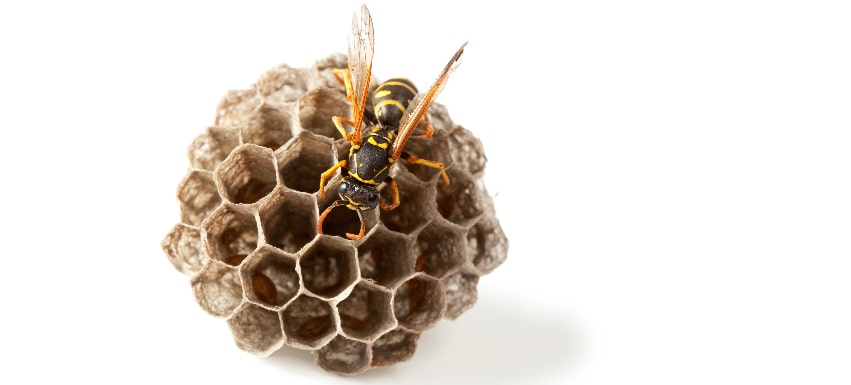 Come allontanare le vespe da casa tua