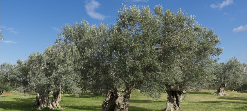 Mosca dell'olivo: un nemico da saper riconoscere - Pierucci Agricoltura