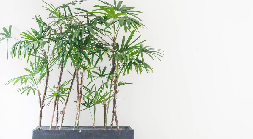 7 piante da ufficio per un ambiente rilassante - bambù