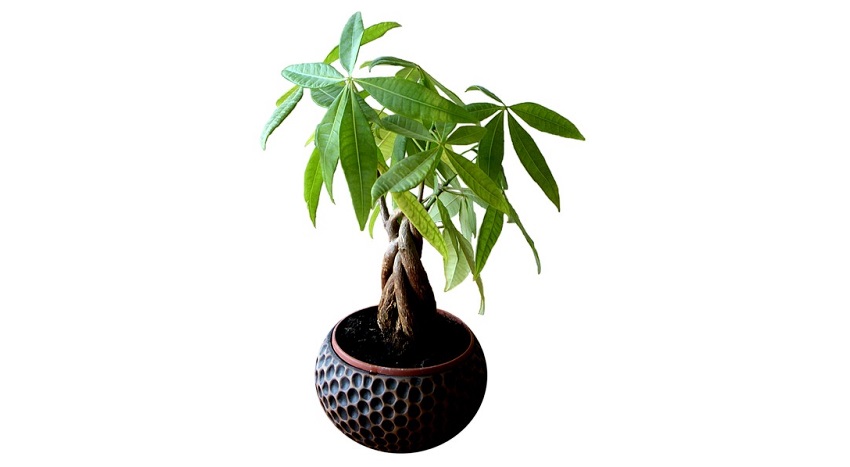 Pachira - 7 piante  da ufficio per un ambiente rilassante