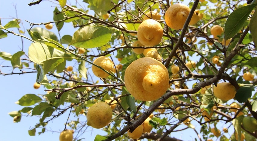 Pianta di limoni - Come potare i limoni: trucchi e consigli