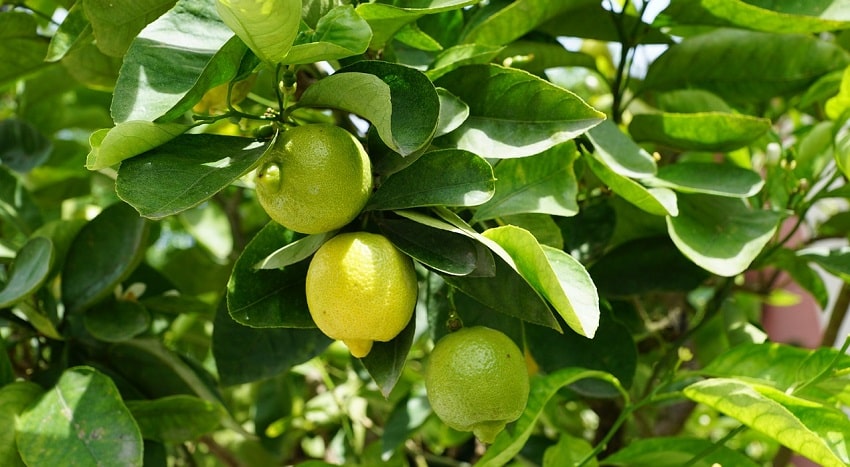 Una pianta di limoni