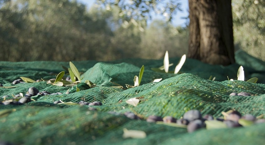 Rete per la raccolta delle olive ai piedi di un albero