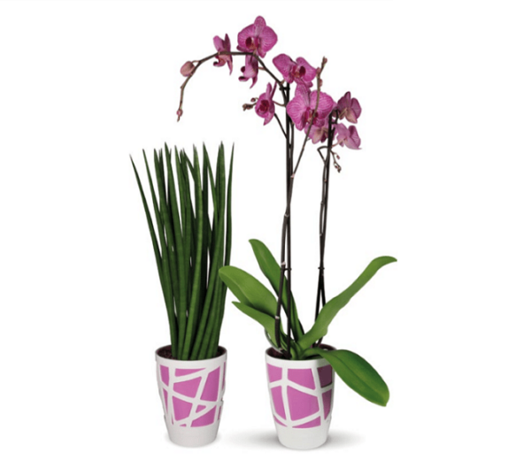 Vaso per orchidee Mosaic Curve High - Idel