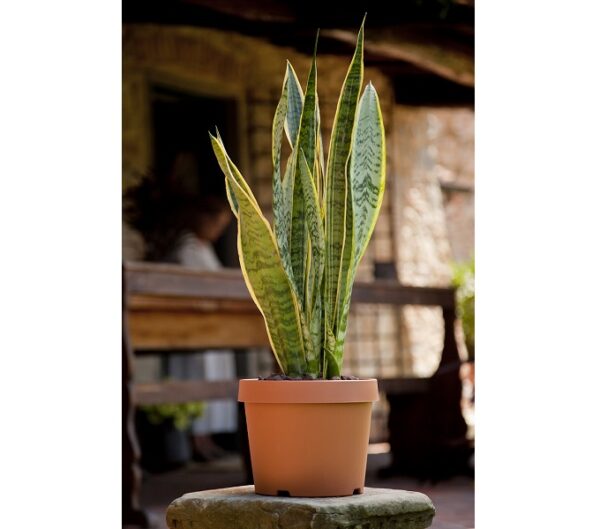 Vaso terracotta Italia - Idel