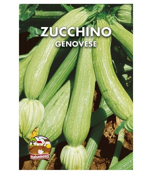 Bustina di semi di zucchino genovese Italsementi