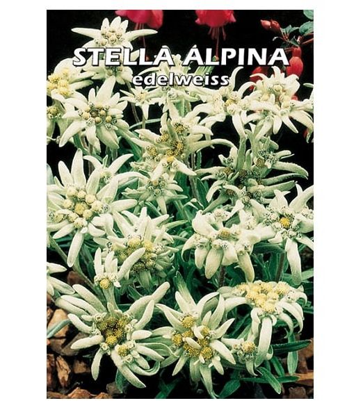 Bustina di semi di stella alpina edelweiss italsementi