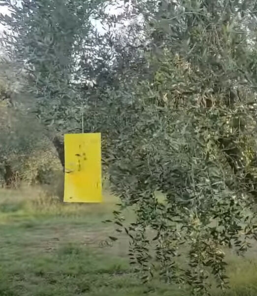 Trappola mosca olivo