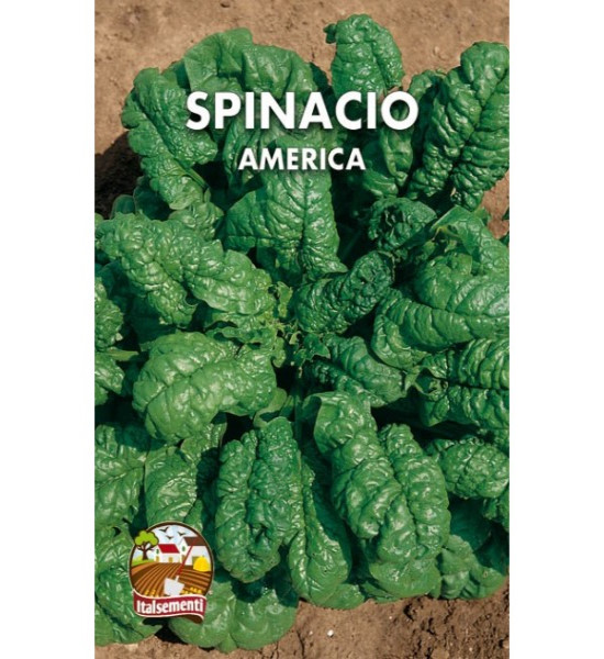 semi di spinacio America - Italsementi