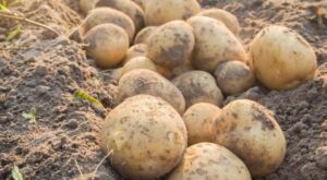 coltivazione delle patate