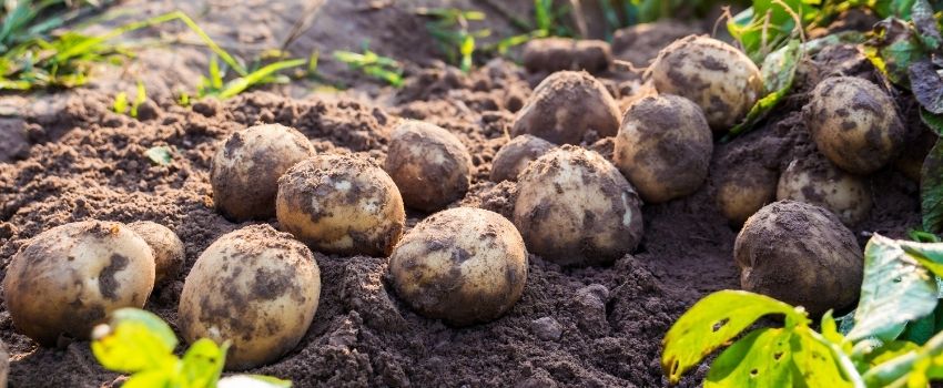 Come seminare le patate - Pierucci Agricoltura