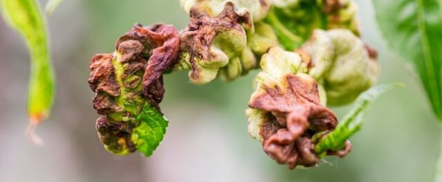 Come combattere la bolla del pesco - Pierucci Agricoltura