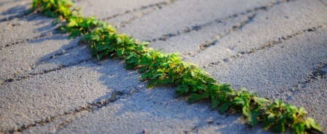 diserbante naturale: come eliminare le erbacce - Pierucci Agricoltura