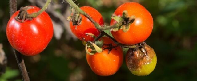 Riconoscere la peronospora dei pomodori - Pierucci Agricoltura