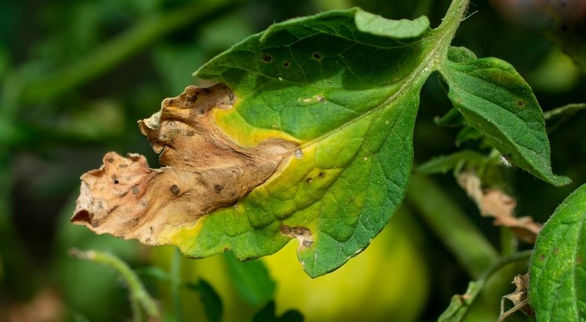 Riconoscere la peronospora dei pomodori - Pierucci Agricoltura
