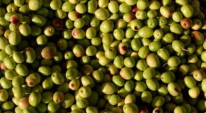 olive per monitoraggio della mosca dell'olivo