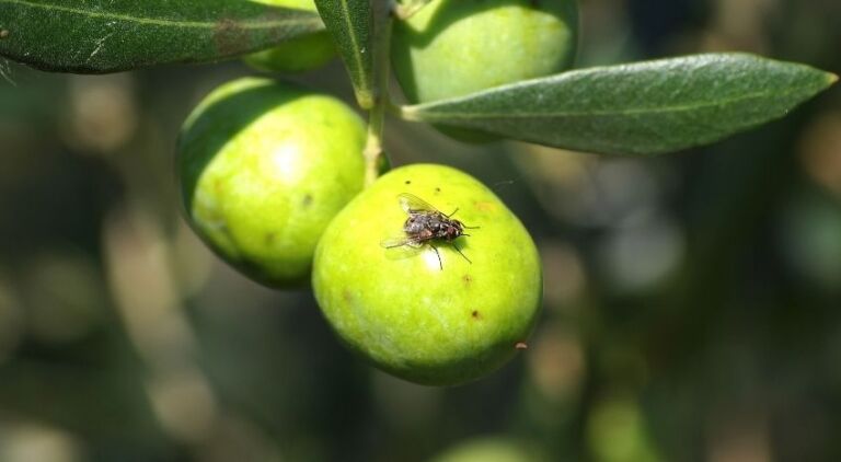 Mosca dell'olivo e prevenzione - Pierucci Agricoltura