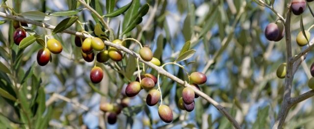 Trattamenti contro la mosca dell'olivo la guida di Pierucci Agricoltura