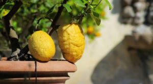 Pianta di limoni in vaso - Pierucci Agricoltura