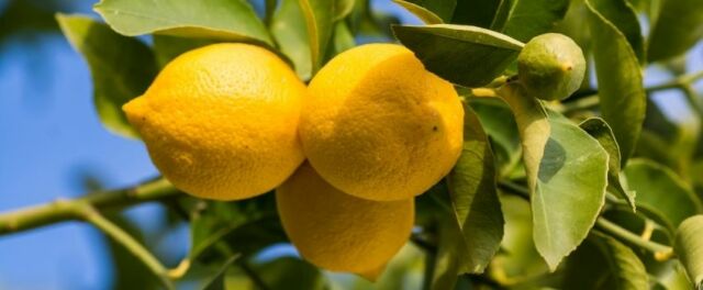 Prendersi cura della pianta di limoni