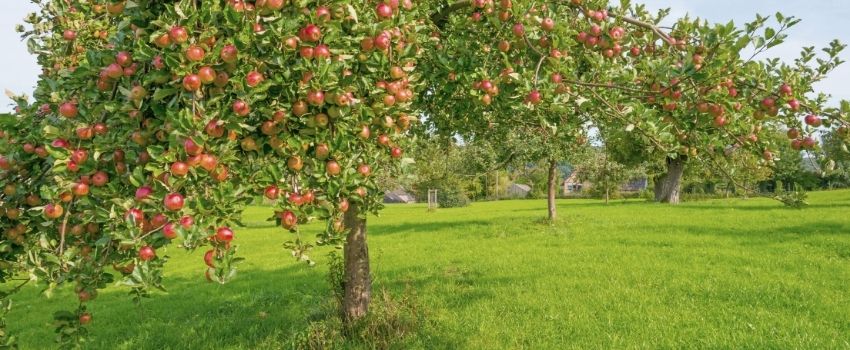 Calendario trattamenti alberi da frutto