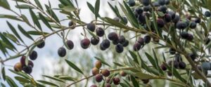 Pianta di olivo: la coltivazione più diffusa in Toscana - Pierucci Agricoltura