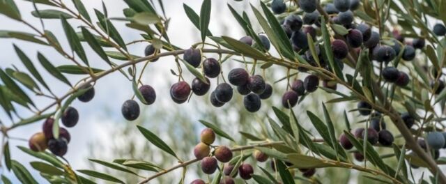 cultivar di olivo