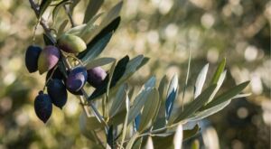 ramo di olivo frantoio