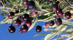 ramo di olivo leccino