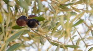 ramo di olivo maurino
