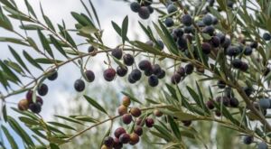 ramo di olivo moraiolo