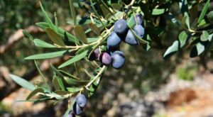 ramo di olivo pendolino