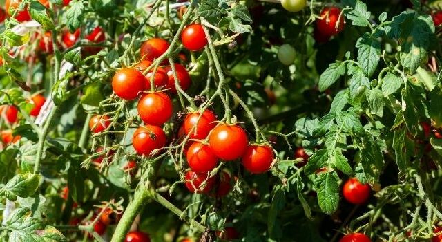 coltivazione dei pomodori