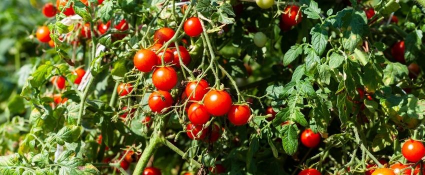 Coltivazione dei pomodori - Pierucci Agricoltura