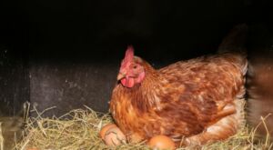 gallina che depone le uova nel nido