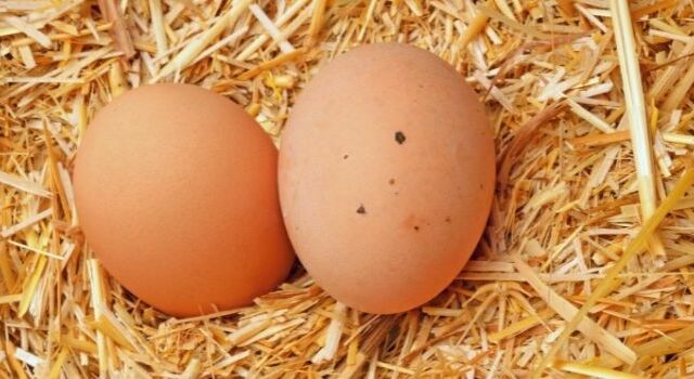 due uova sulla paglia