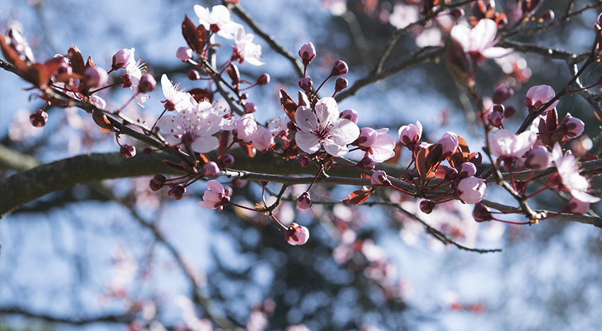 albero di ciliegio da trattare con poltiglia bordolese prima della fioritura
