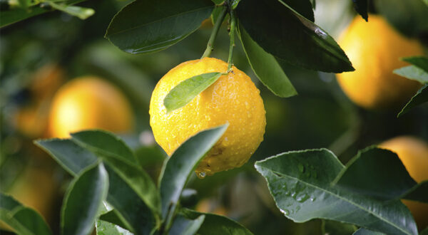 Limone - trattamento della pianta dei limoni - Pierucci Agricoltura