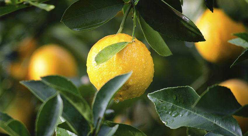 curare un albero di limoni con poltiglia bordolese