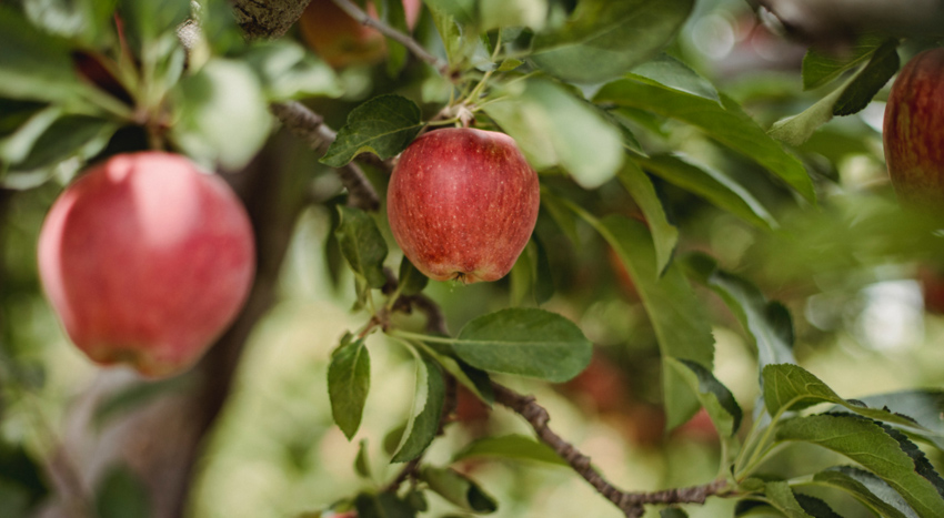 come curare l’albero di melo con la poltiglia bordolese