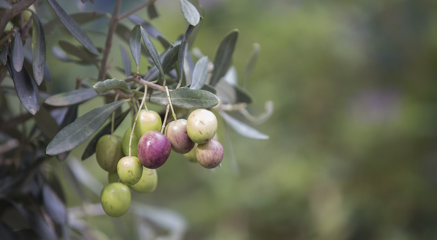 la poltiglia bordolese cura l’olivo