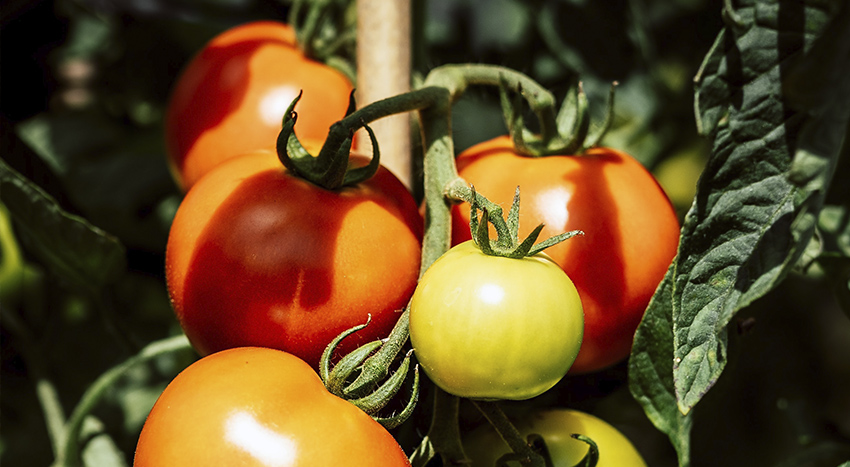 i pomodori biologici possono essere curati con la poltiglia bordolese