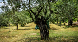 L’olio minerale bianco elimina la cocciniglia dall’olivo