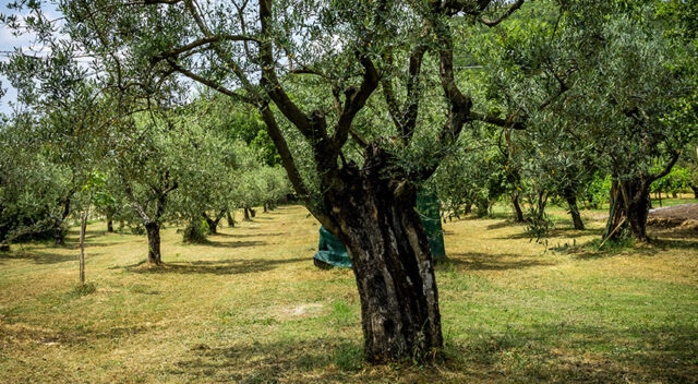 L’olio minerale bianco elimina la cocciniglia dall’olivo