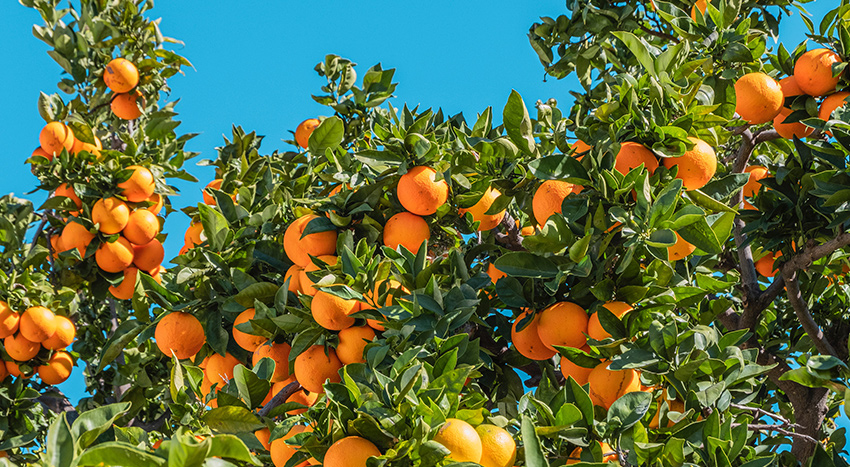 L’arancio può essere curato dagli insetti infestanti con l’olio bianco minerale